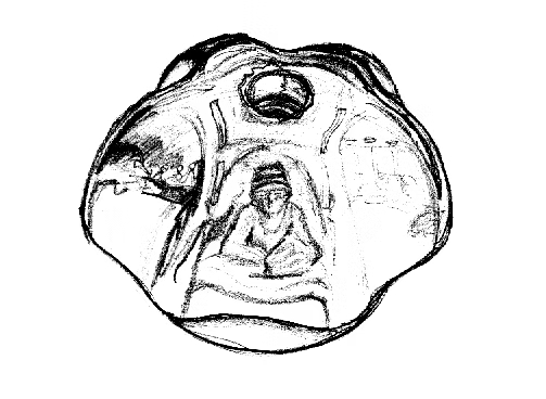Desenhos de Observação